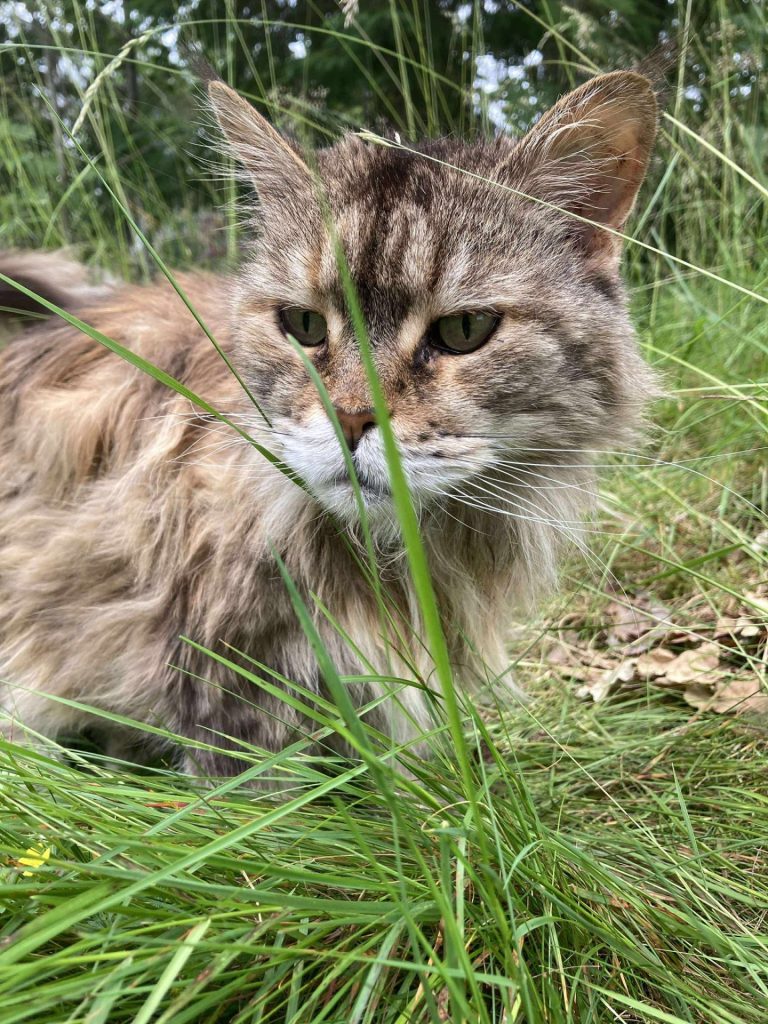 En langhåret katt ute i gresset