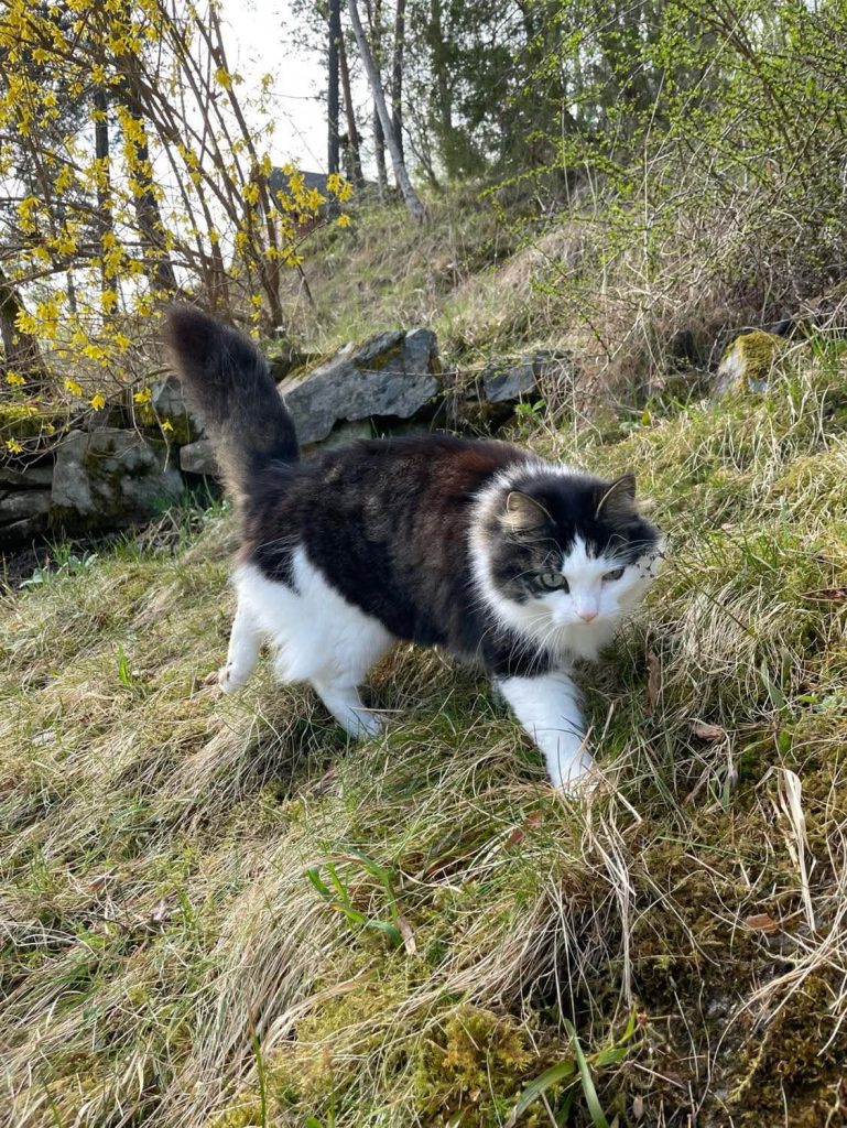 Katt ute