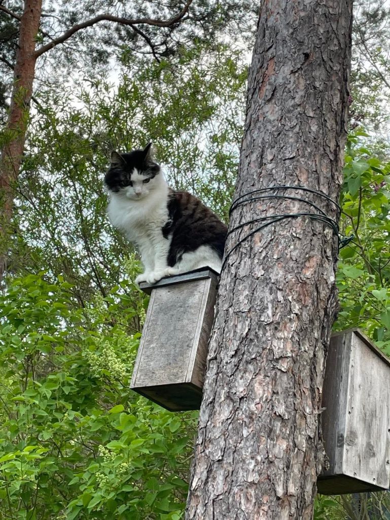 Katt i et tre