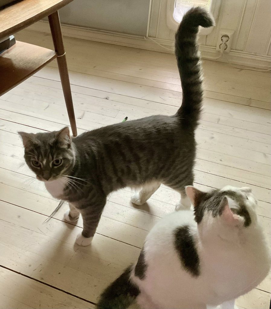 To katter