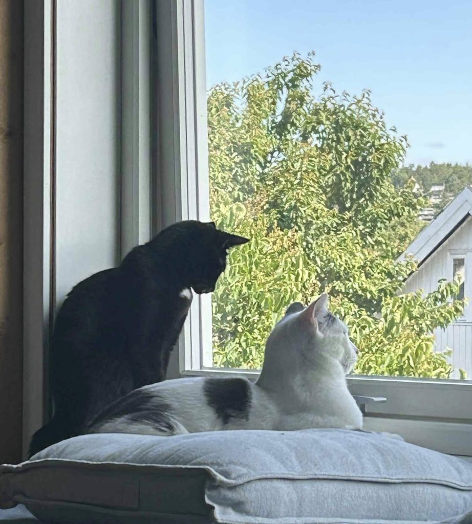To katter ser ut vincuet
