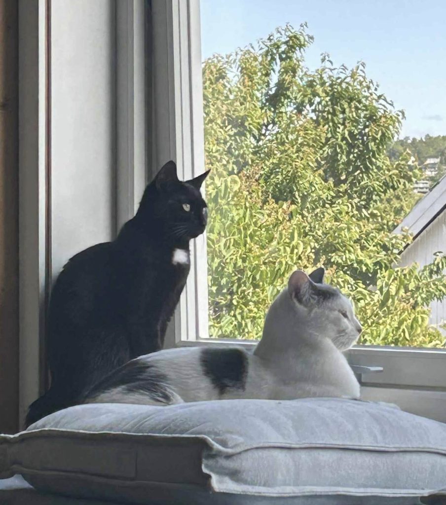 To katter ser ut vinduet