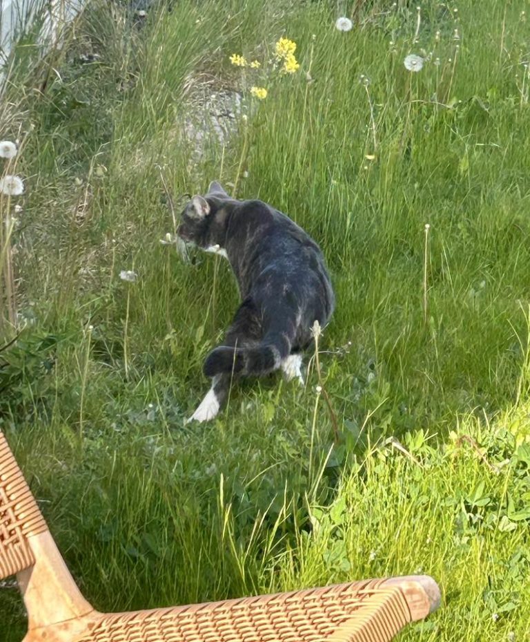 Grå katt leker ute i gresset