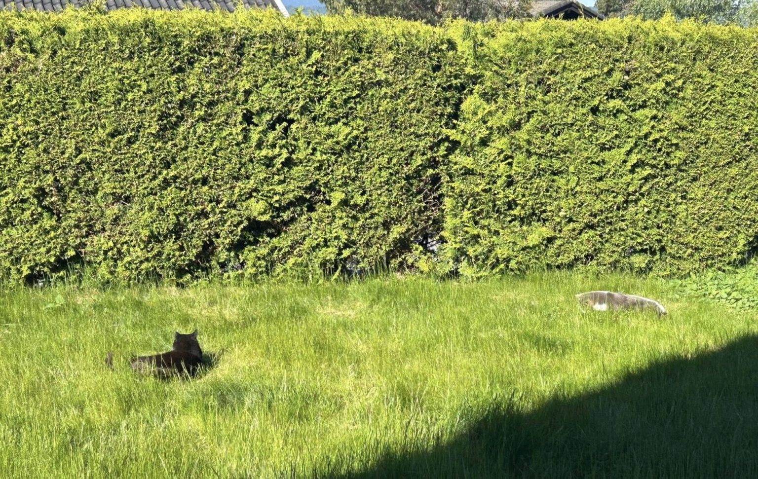 To katter leker ute i gresset
