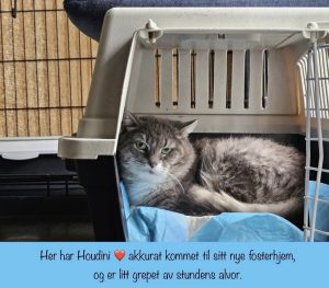 Katt ligger i åpent transportbur