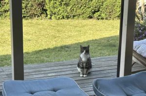 Katt, med et undrende blikk, sitter på terrassen