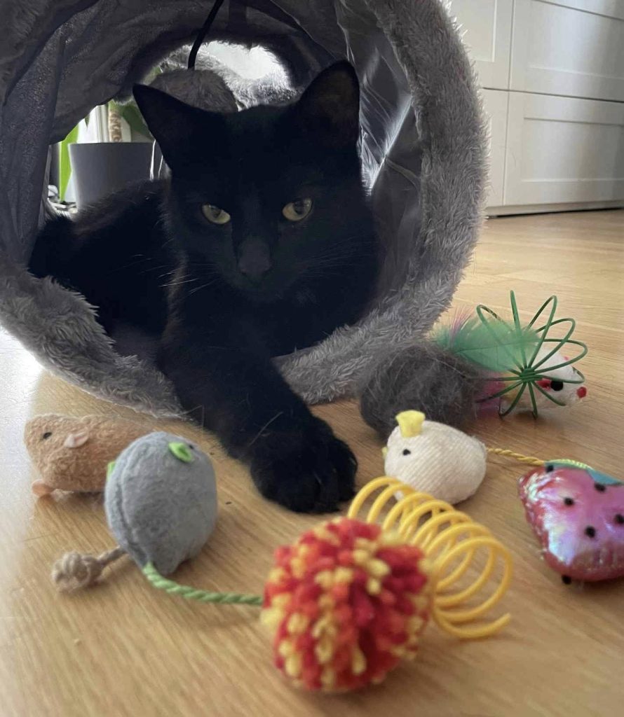 Sort katt ligger i leketunnel med andre leker strødd rundt seg