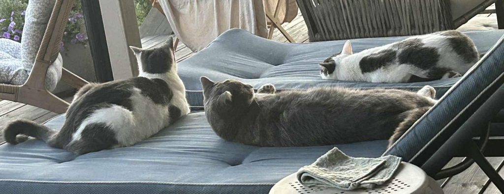 Katter som ligger på solsenger i skyggen