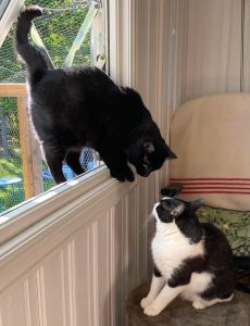 Der bor også Black ❤️ og TomTom ❤️ sammen med eksNesoddkattene Esme ❤️ Petra ❤️ og LilleVill ❤️