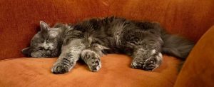 Grå, bustet katt ligger på sofa