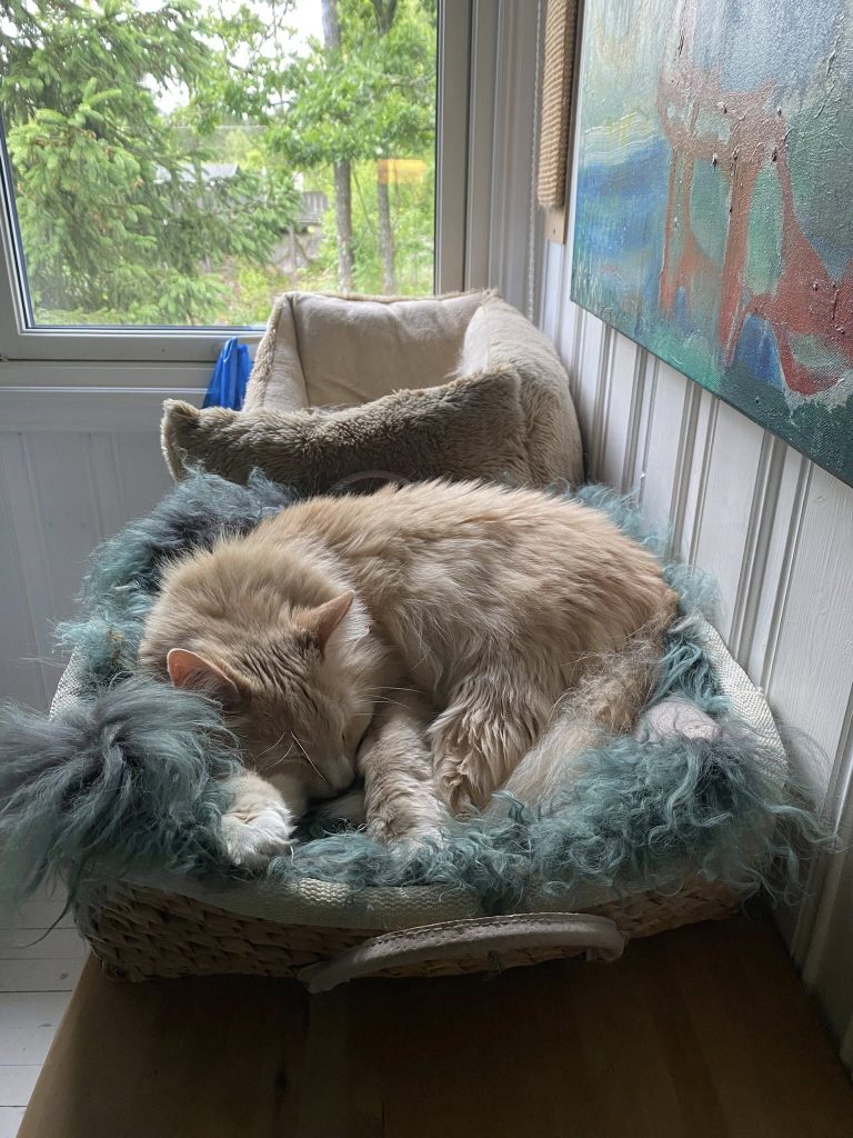 En oransje katt sover