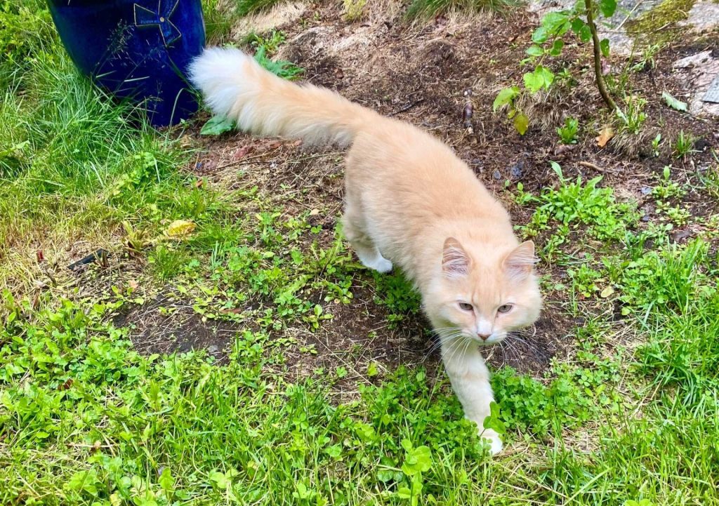 lys brun katt i gresset