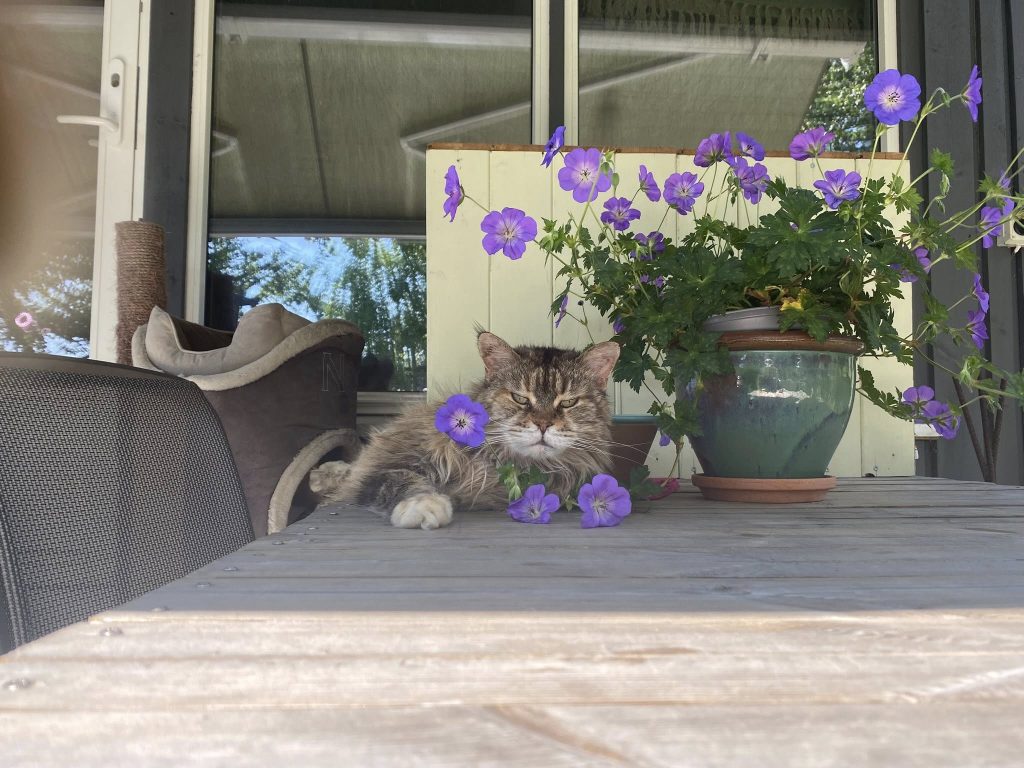 Gråstripete katt ligger ute i sola