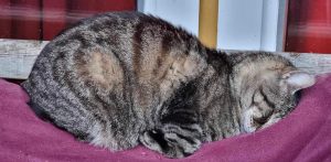 grå katt som sover