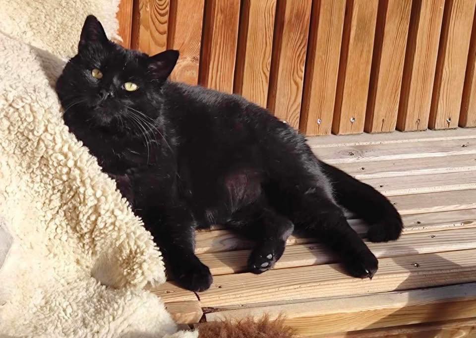 sort katt
