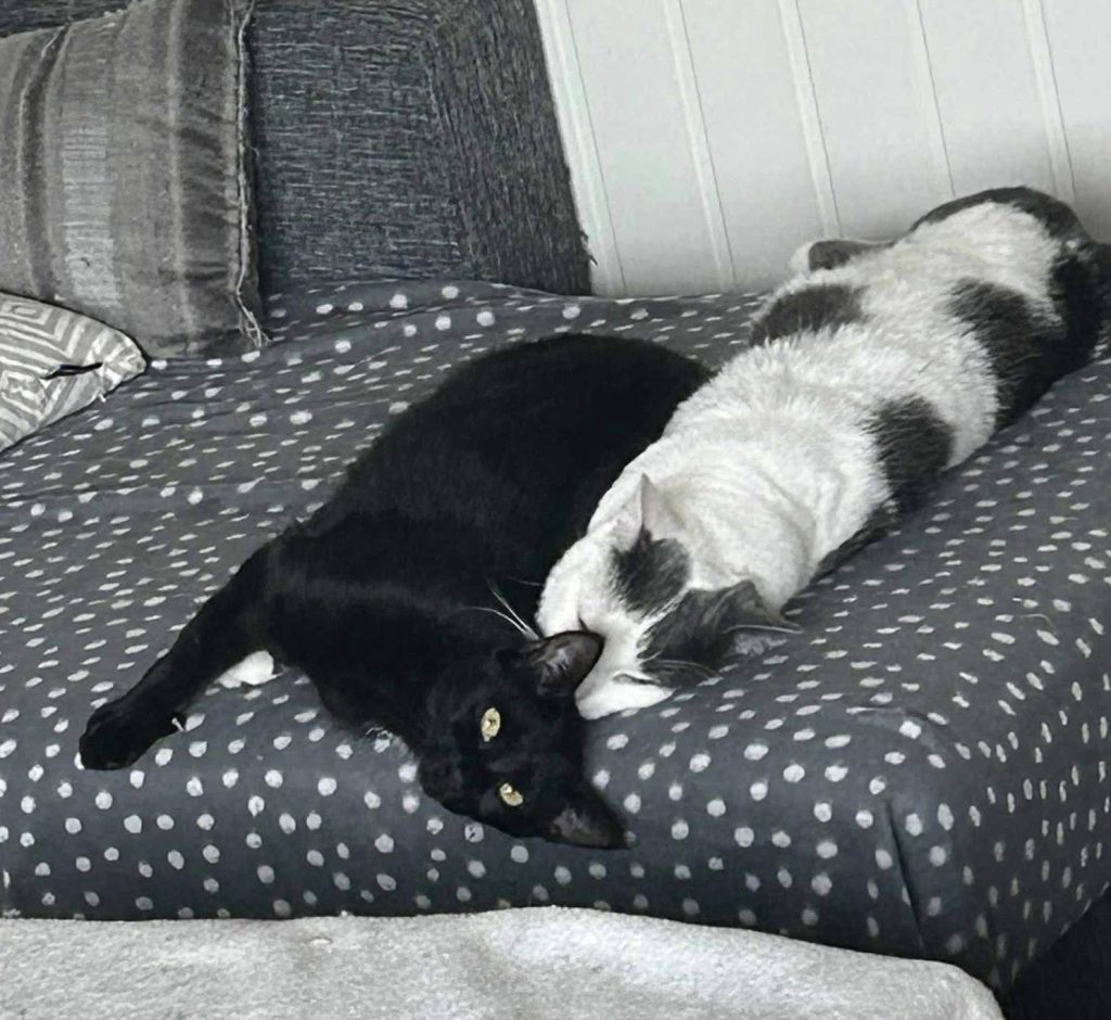 To katter ligger tett sammen på en sofa