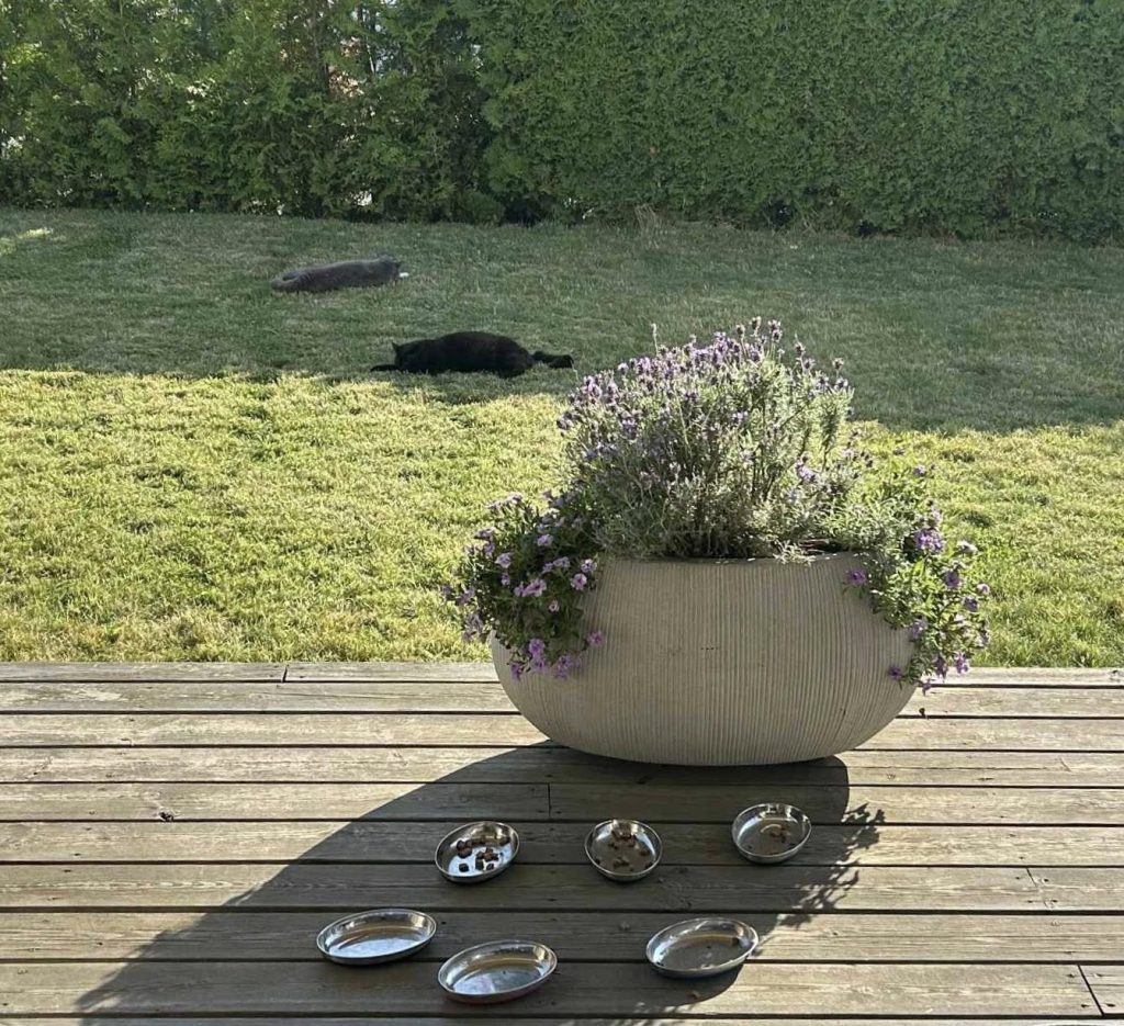 Katter som ligger ute på gresset med tomme matskåler på terrassen