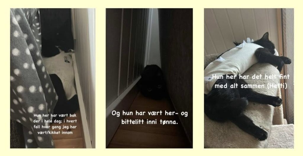 collage av tre kattejenter som har funnet hvert sitt skjulested