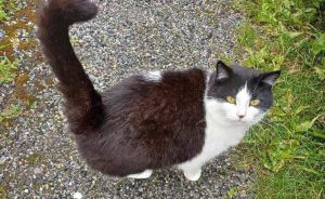 katt
