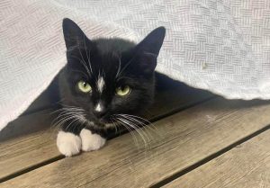 Jessie ❤️ er enekatt i sitt fosterhjem.