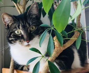 Katt titter frem bak en plante