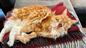 gylden katt som ligger og gjesper