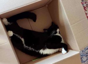 Sort katt ligger i pappeske