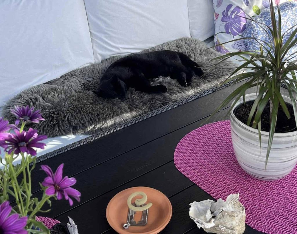 Sort katt sover på sofa