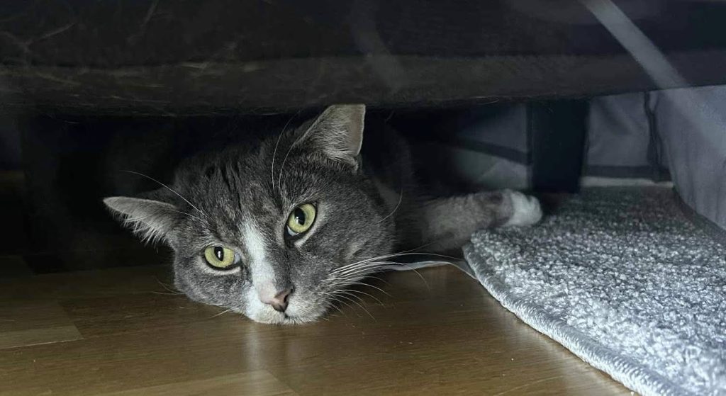 Katt ligger på gulvet under en stol