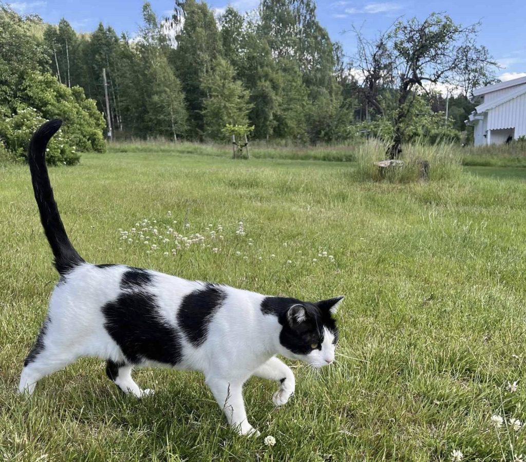 En sort og hvit katt ute