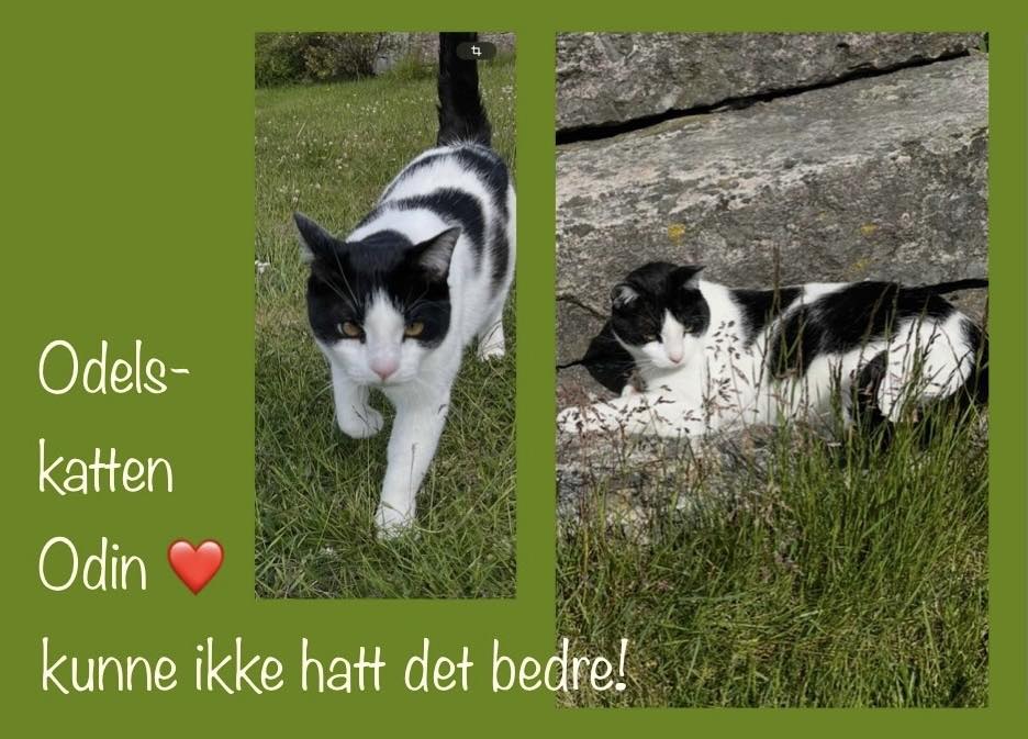 Sort og hvit katt ute