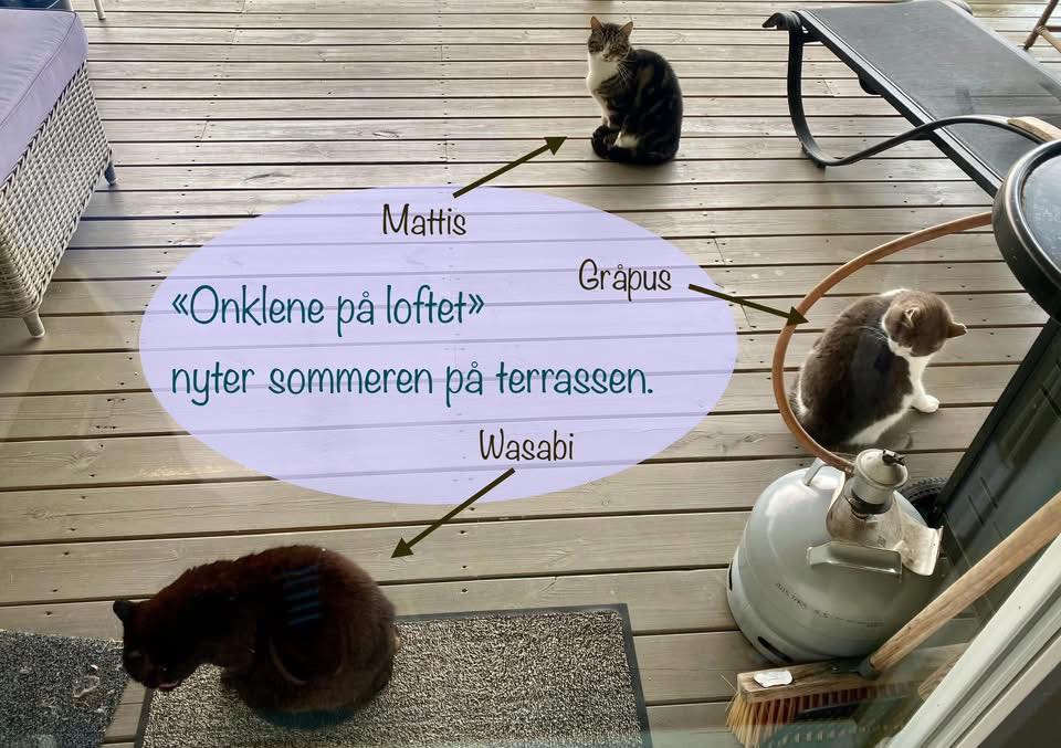 Tre katter sitter rundt omkring på et gulv