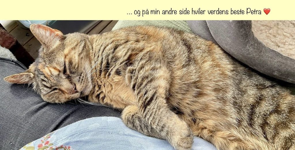 En brunstripet katt ligger og sover
