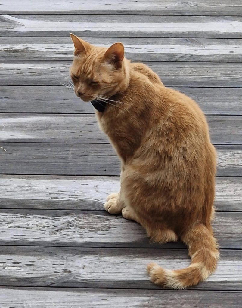 Gyldenbrun katt som sitter i en trapp. Han har GPS rundt halsen.