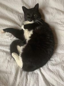 katt ligger på seng