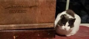 katt