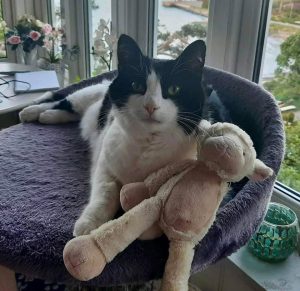 katt ligger på toppen av klorestativ med en kosebamse
