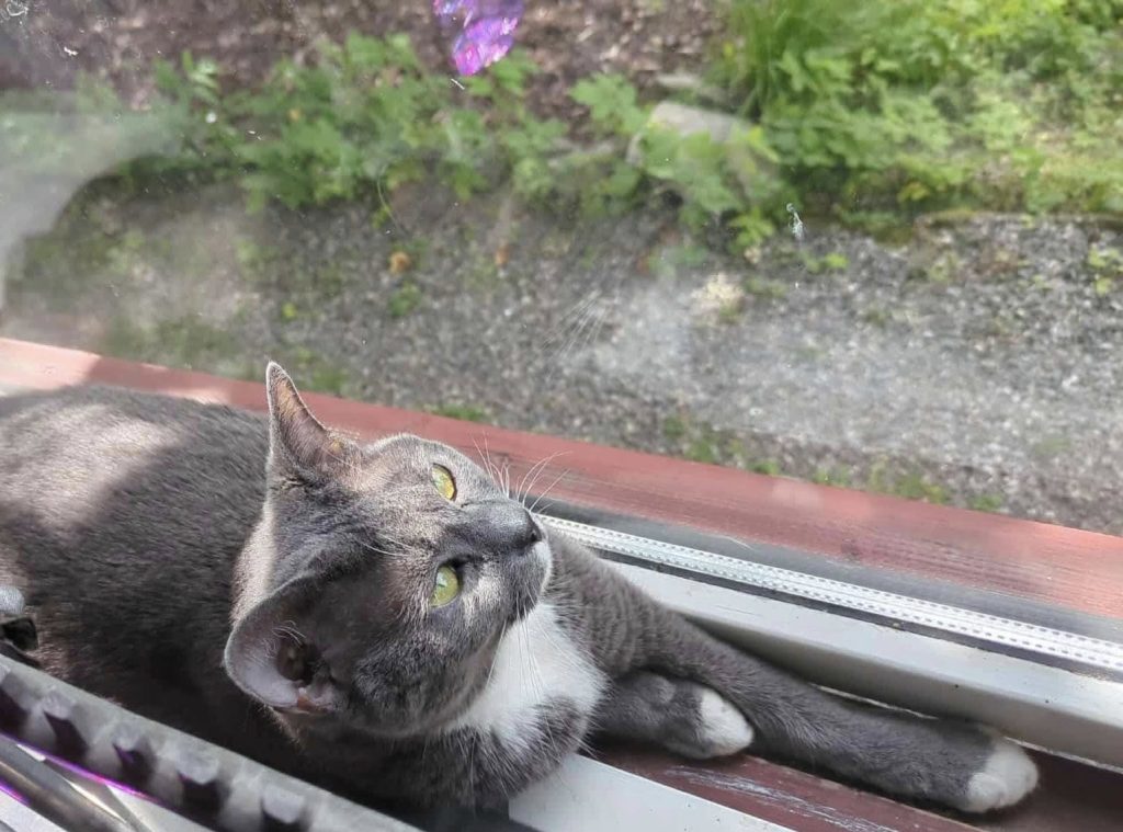 Katt ligger i vinduskarmen og ser lengselsfullt ut