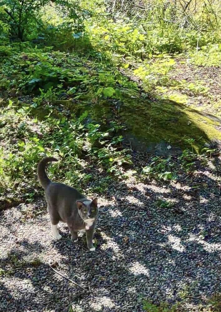 Katt står ute på hgrussti