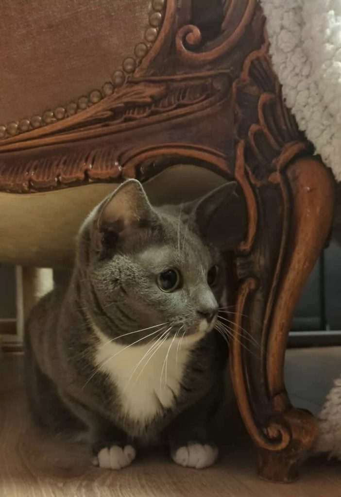 Katt sitter under et møbel