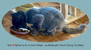 nyklipt katt spiser