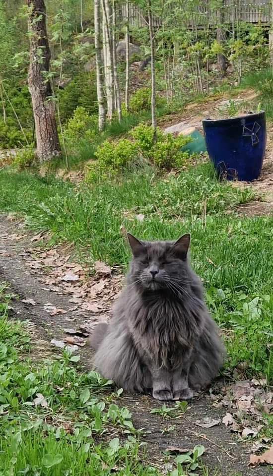 grå katt med tykk pelse sitter på bakken