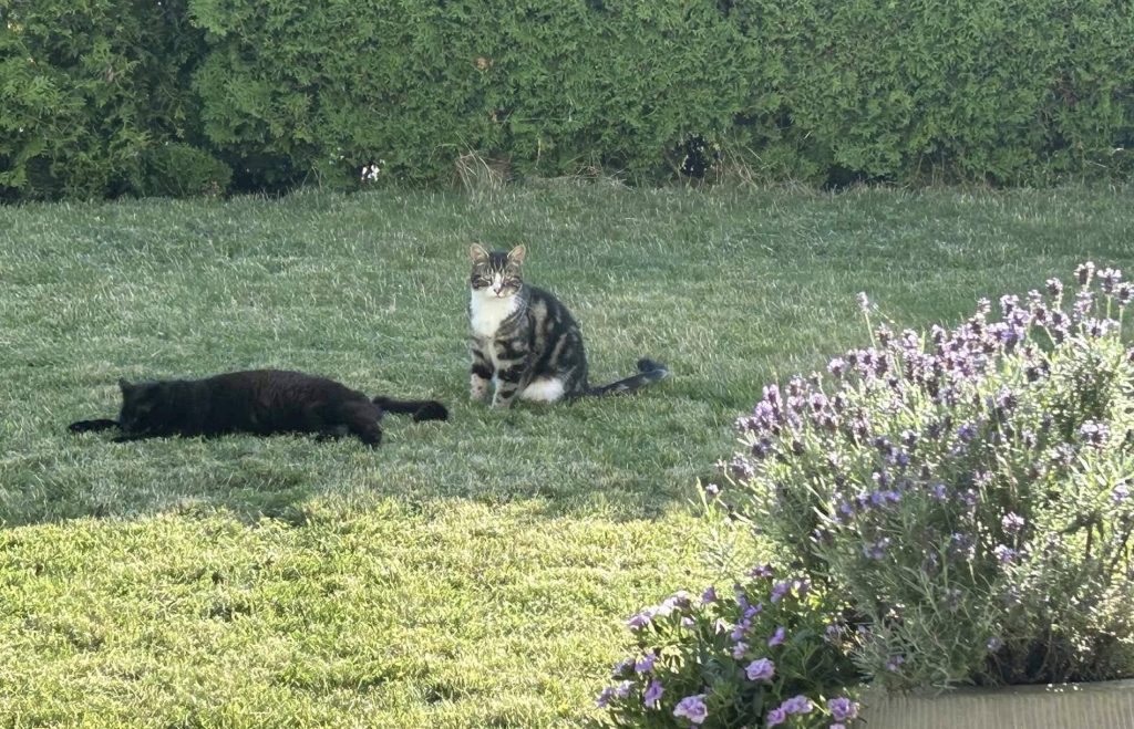 En katt ligger på gresset mens en annen ser seg vaktsomt rundt