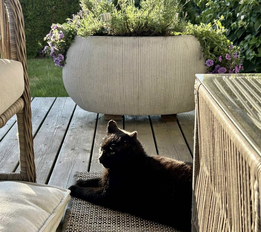 Sort katt hviler ute
