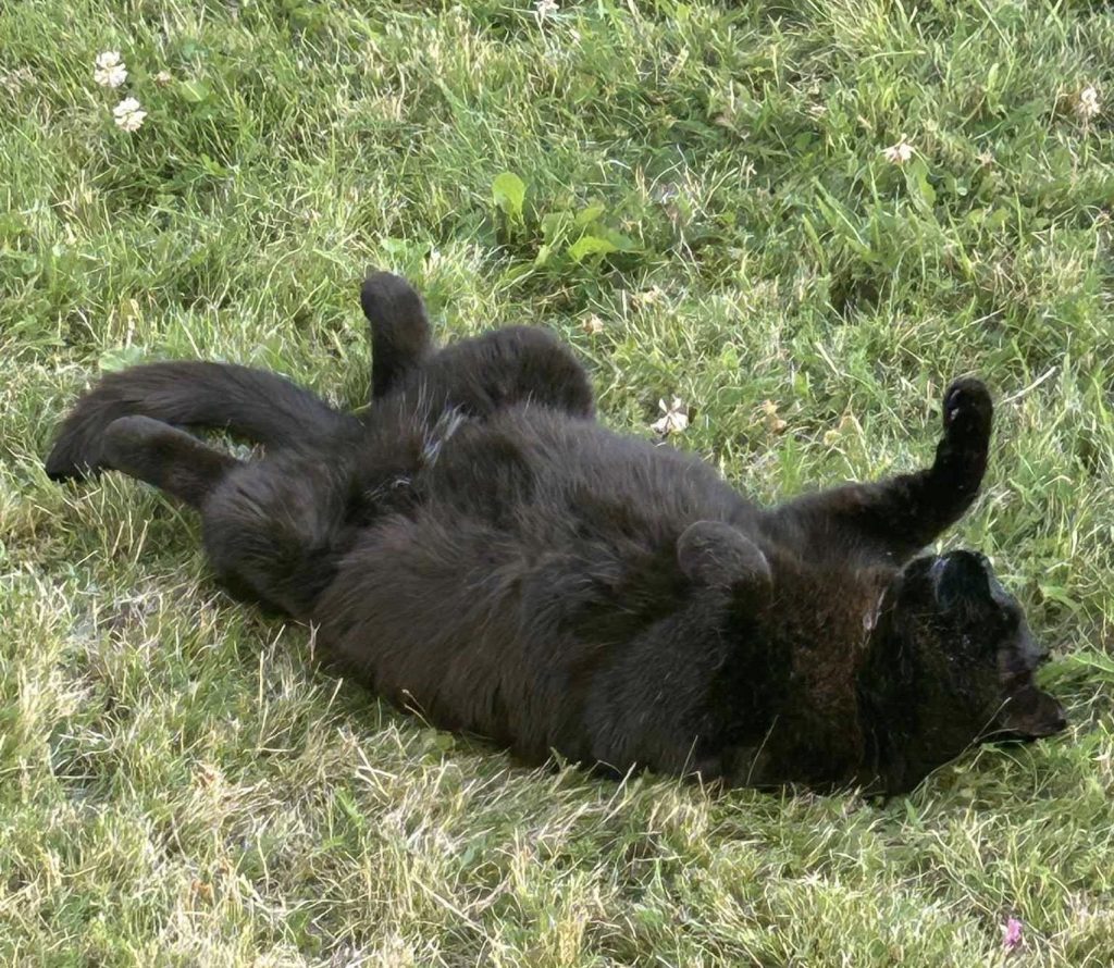 Sort katt ligger på rygg i gresset