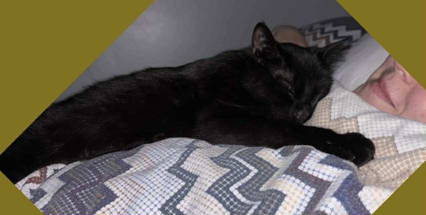 Sort katt ligger på seng