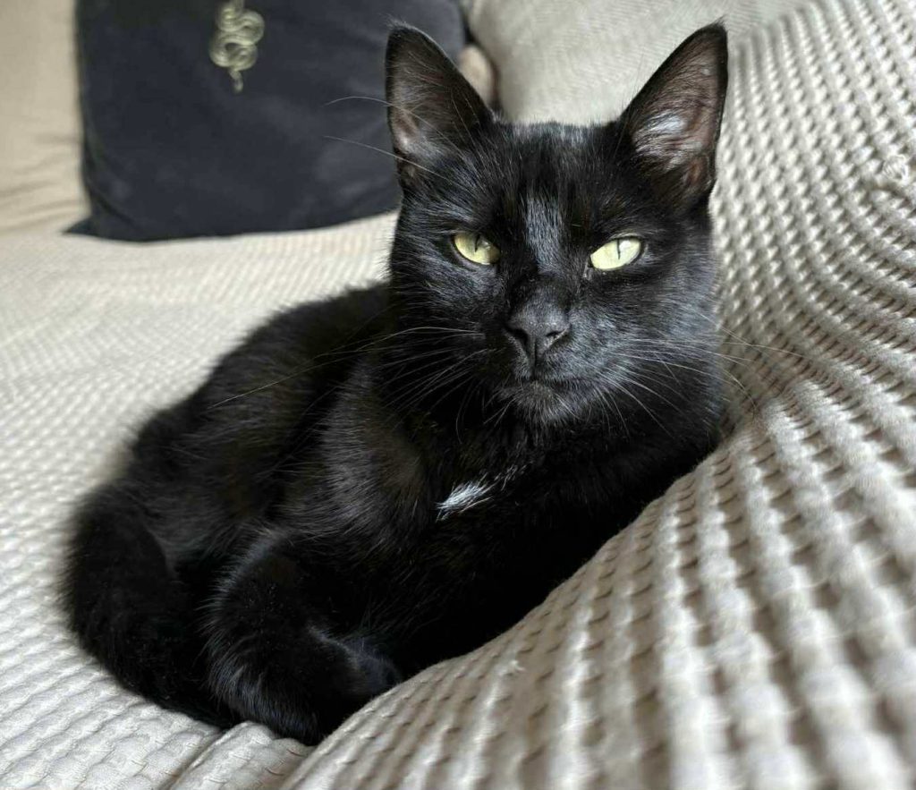 Sort katt