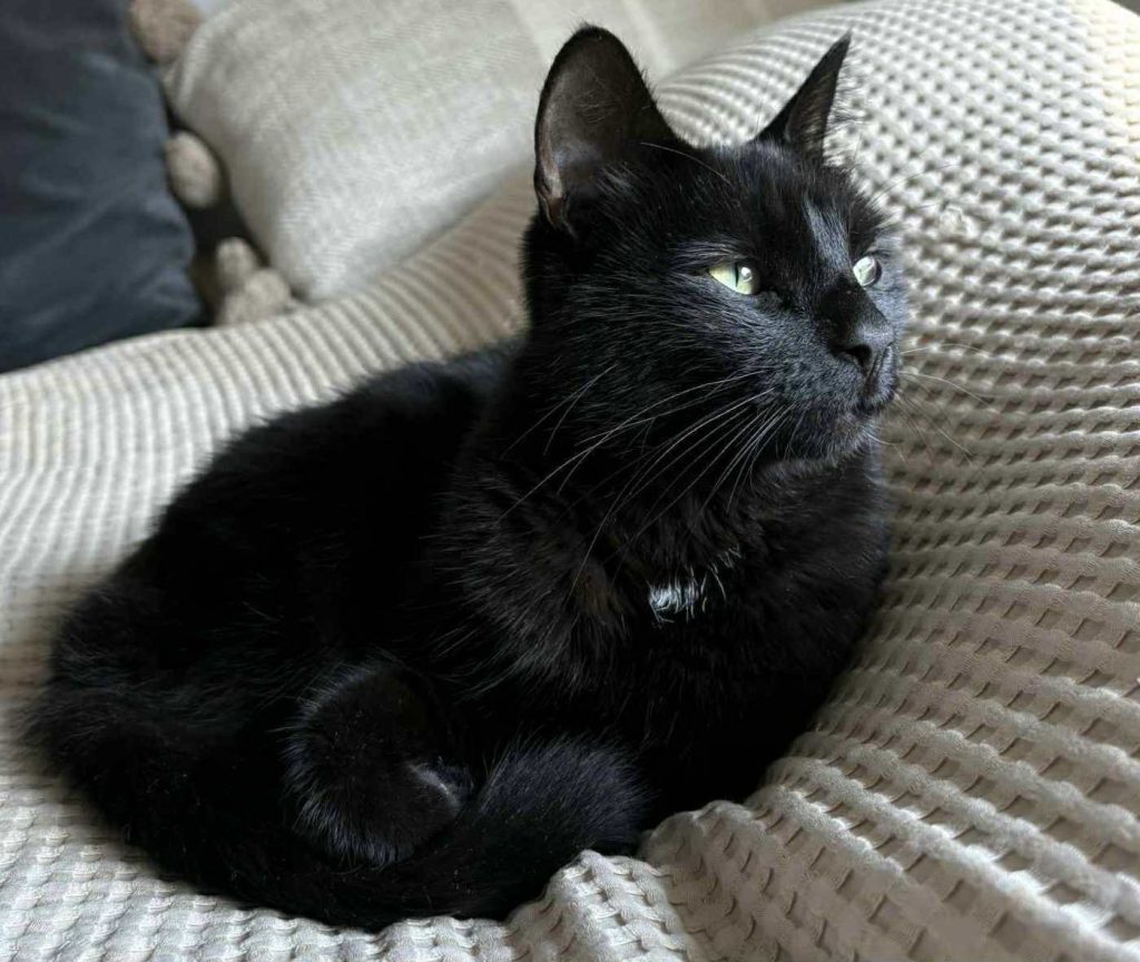 Sort katt