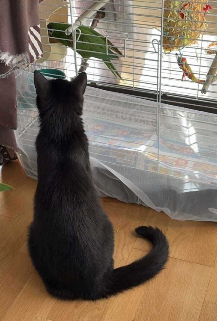 Sort katt ser ut av vinduet