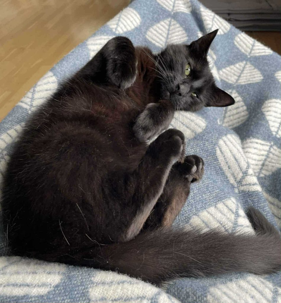 Sort katt ligger på ryggen